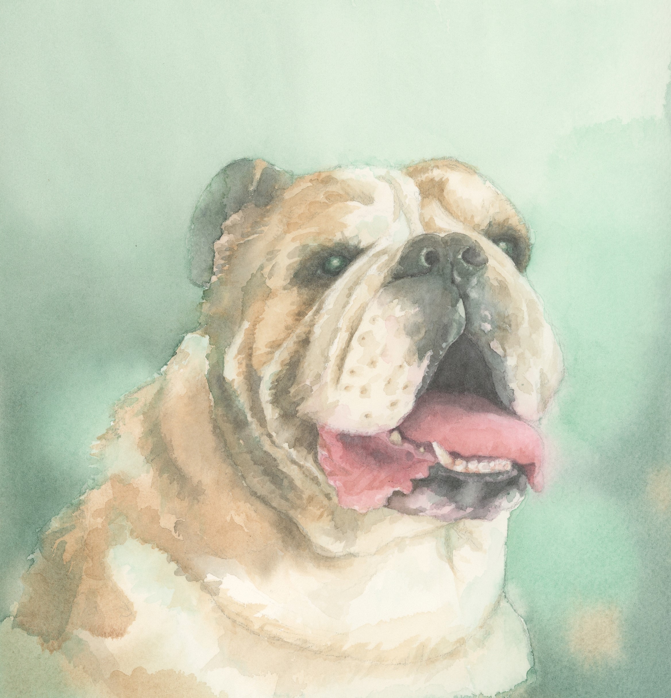 English Bulldog, Watercolor of bulldog, Watercolor pet, Bulldog painting